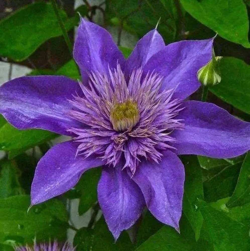 Purple Clematis Flower Seeds for planting in home garden